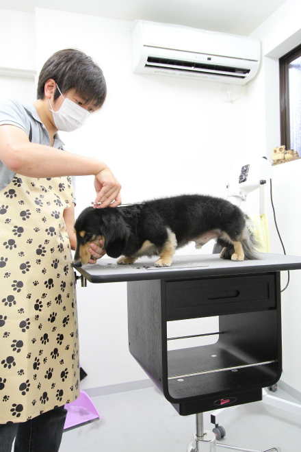 犬の美容室ラベンダー (7).jpg